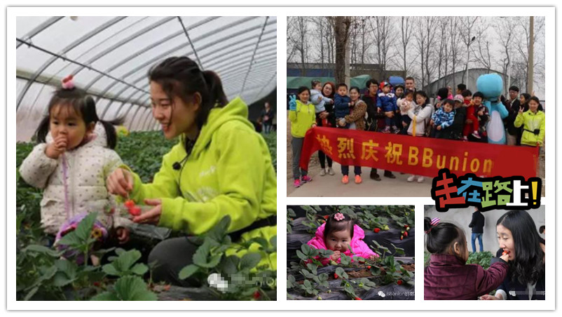 BBunion国际早教邯郸中心活动花絮：草莓熟了，宝贝们采摘去喽